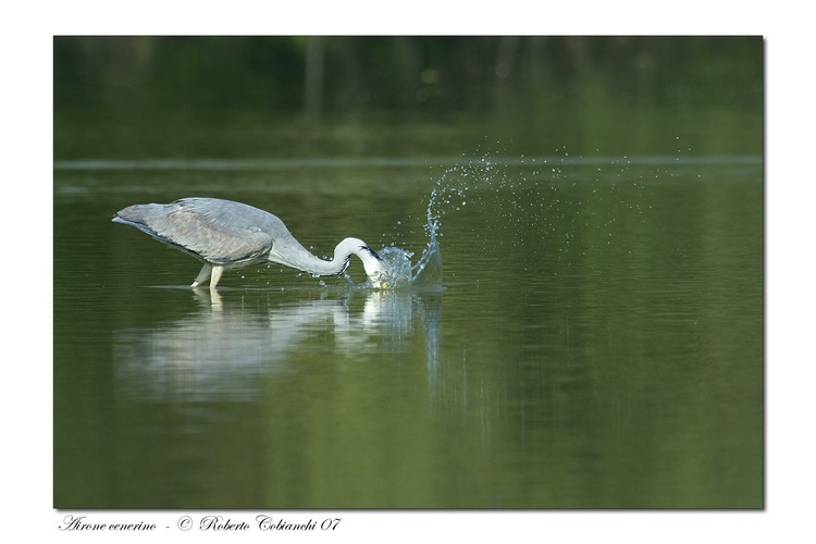 Airone cenerino - Ardea cinerea